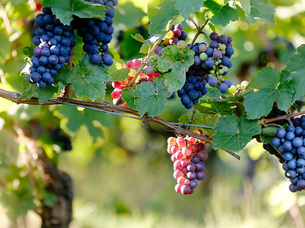 Cumbum Grapes Garden, Theni – bunches of grapes ripening on the vine